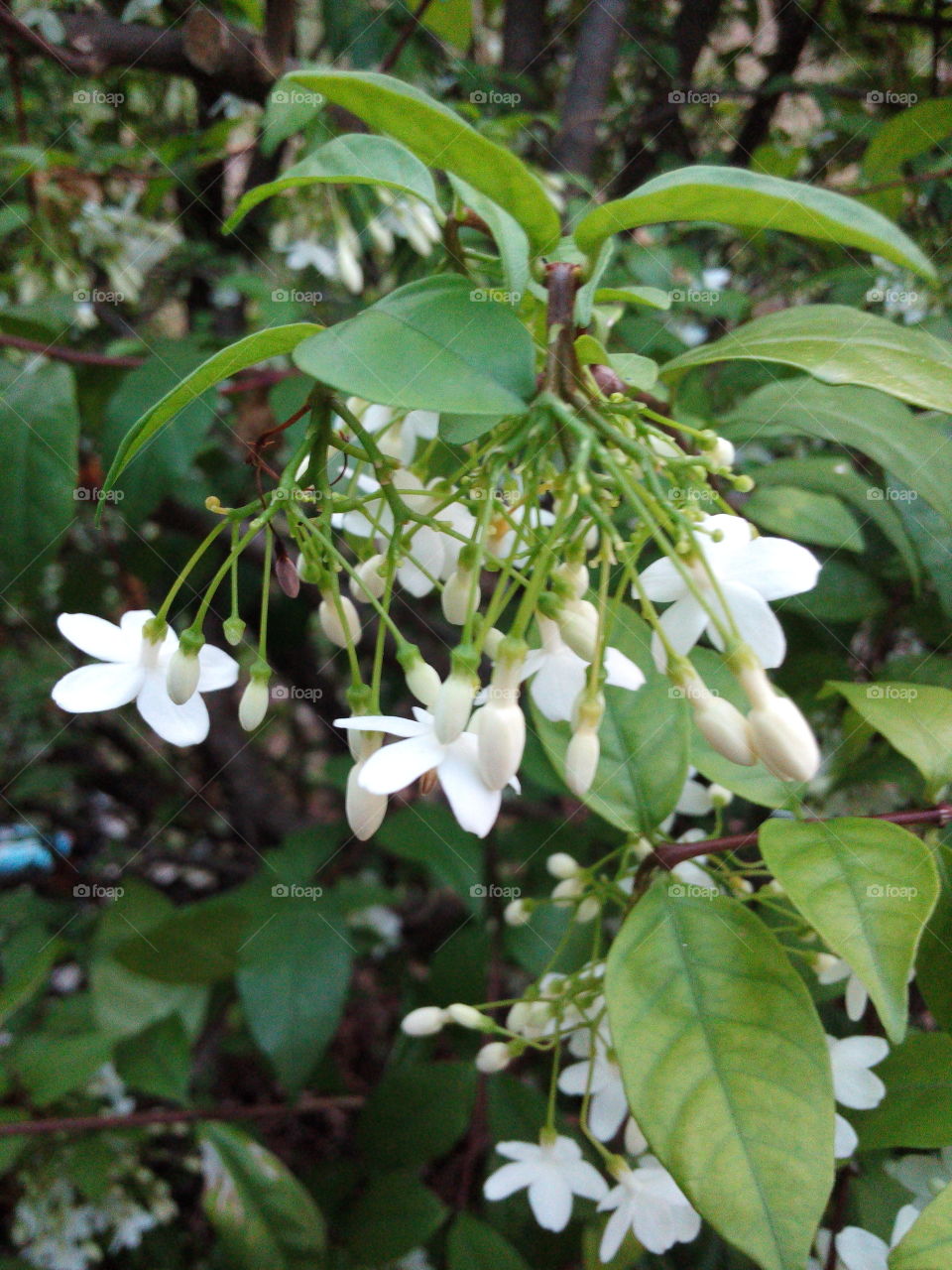 Water Jasmine. White flowers,It is Water Jasmine.