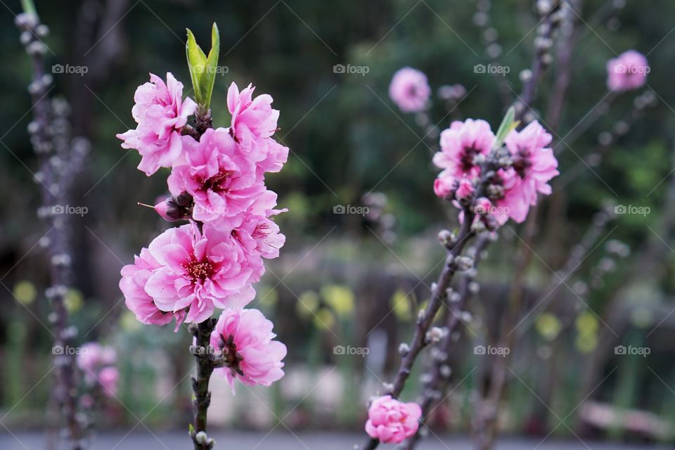 beautiful blossoms