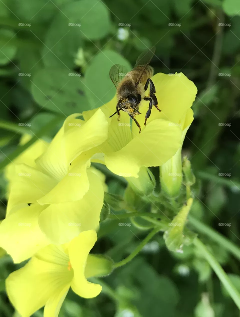 Honey Bee on Yellow Flower