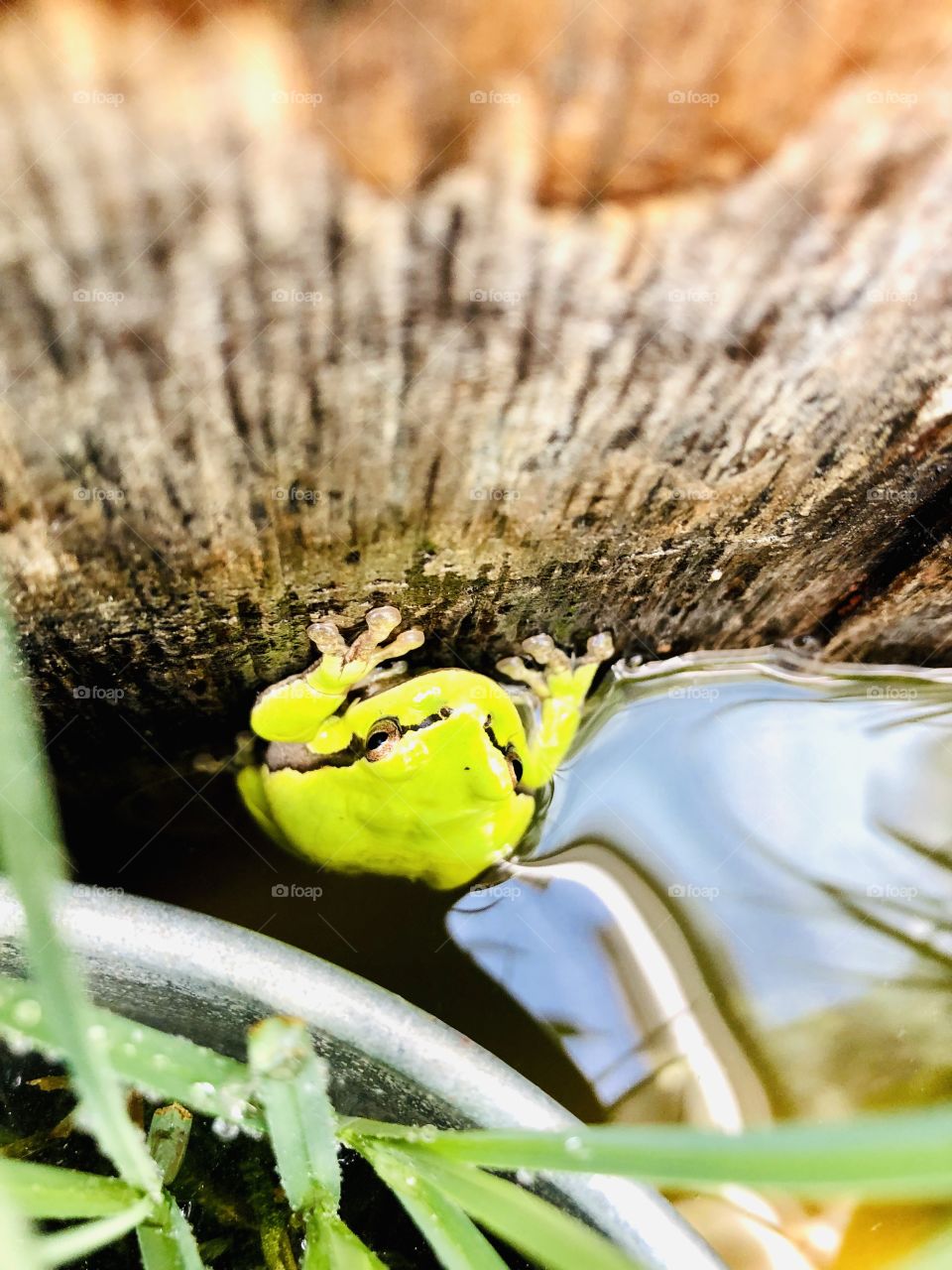 Froggy frog 