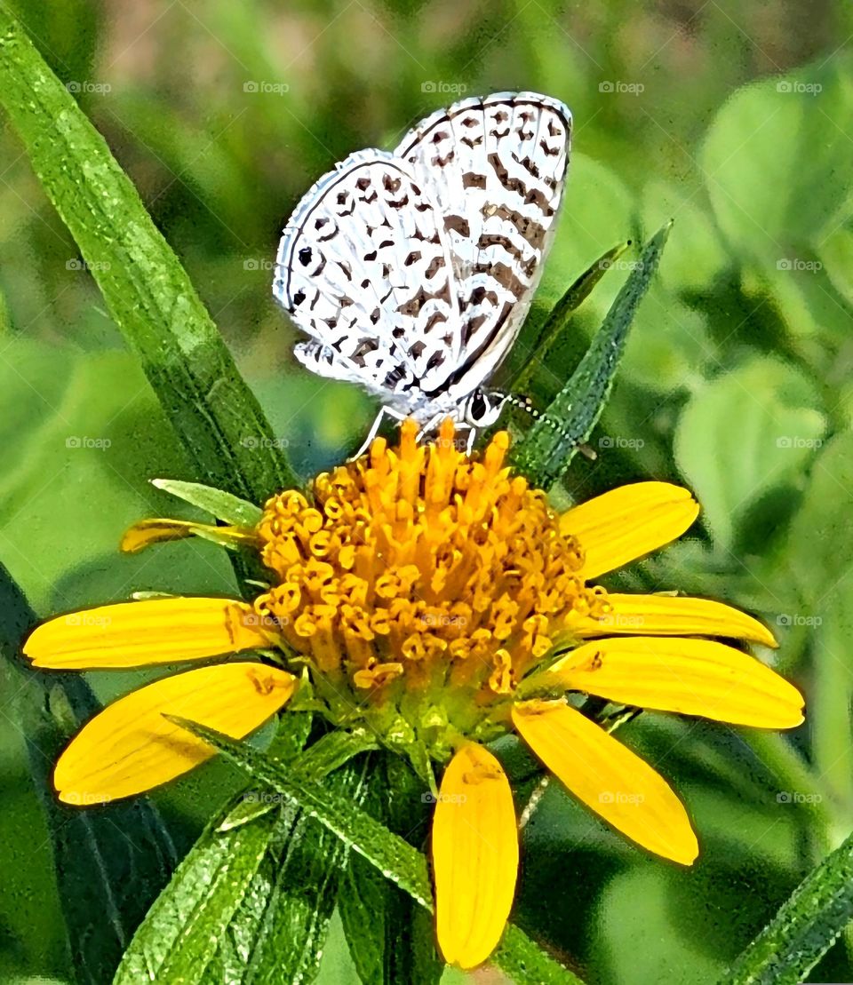 "Tiny butterfly on yellow flower". Cassius blue, Leptotes cassioides, a small fluttering butterfly that catches everyone's attention. They go from flower to flower, pollinating as they extract nectar.