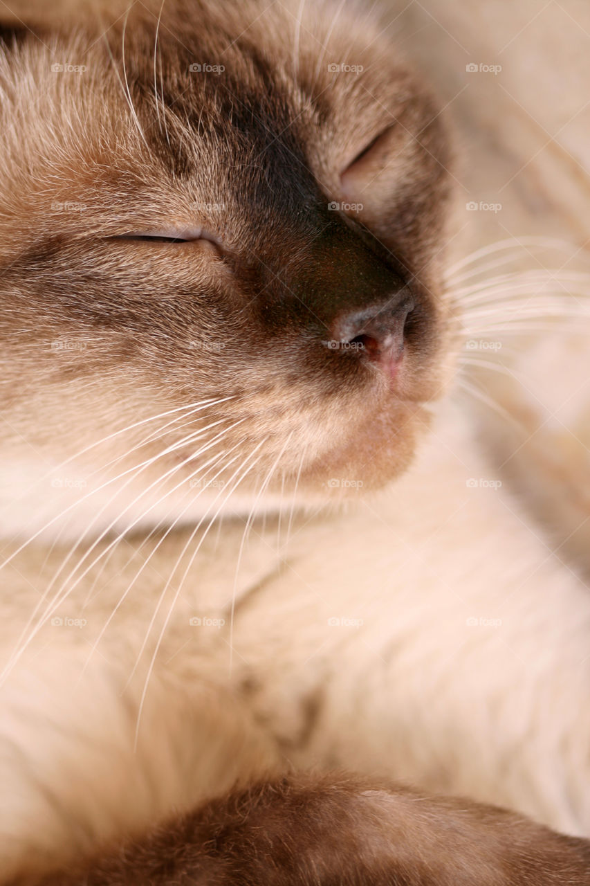 Cute siamese cat sleeping in the morning, closeup portrait