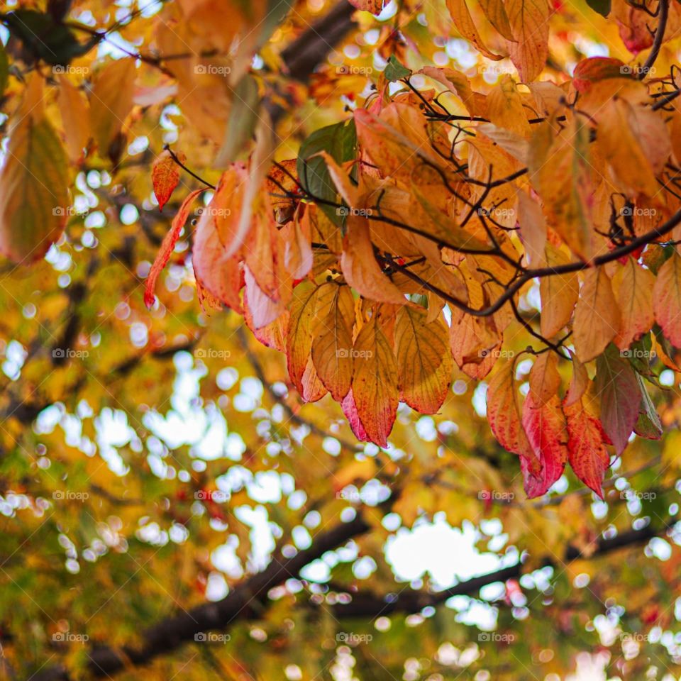 beautiful fall leaves