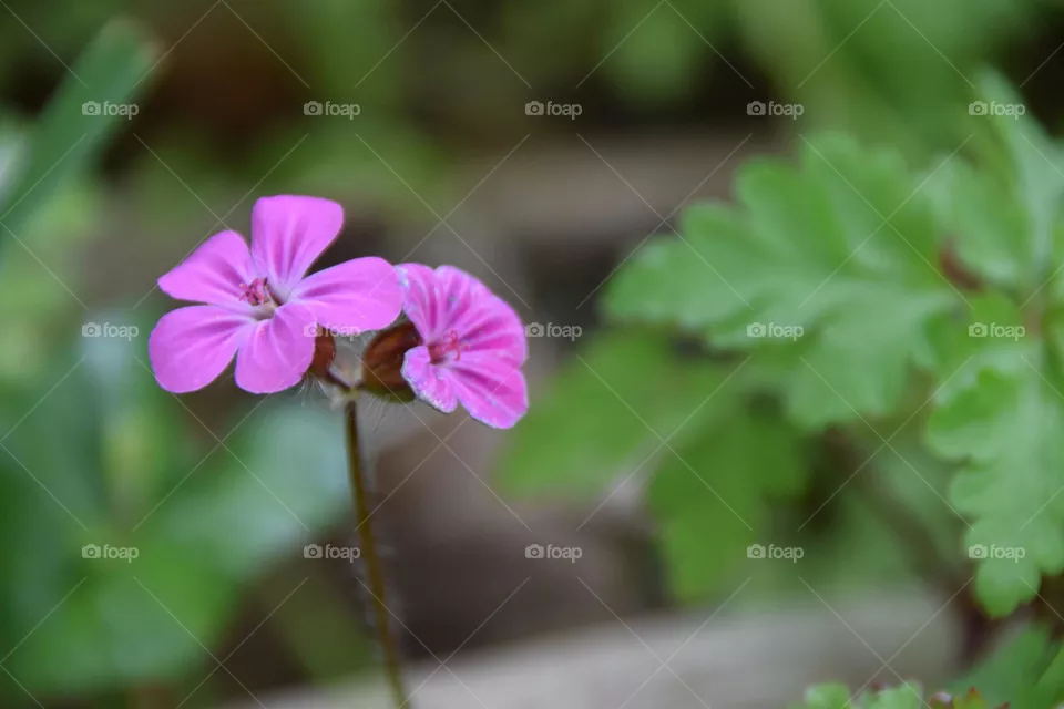 smelly cranesbill