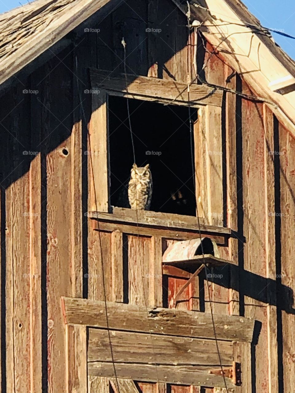 Barn owl sitting in window 