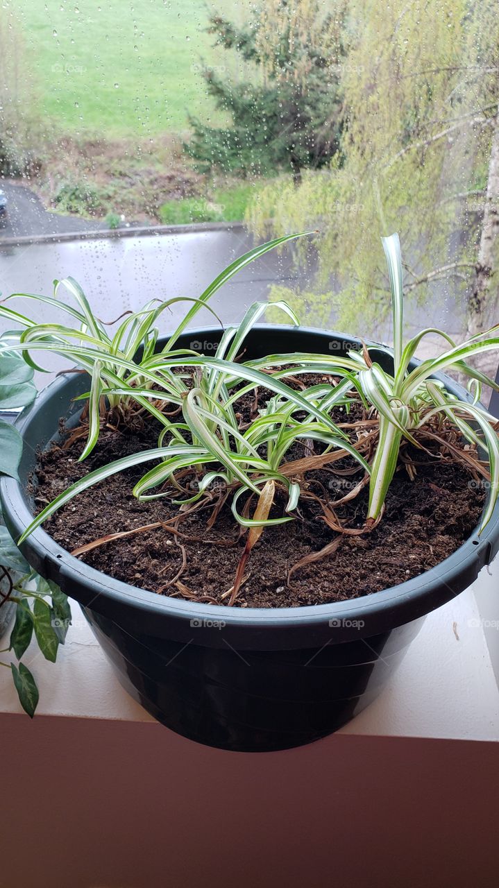 spider plant