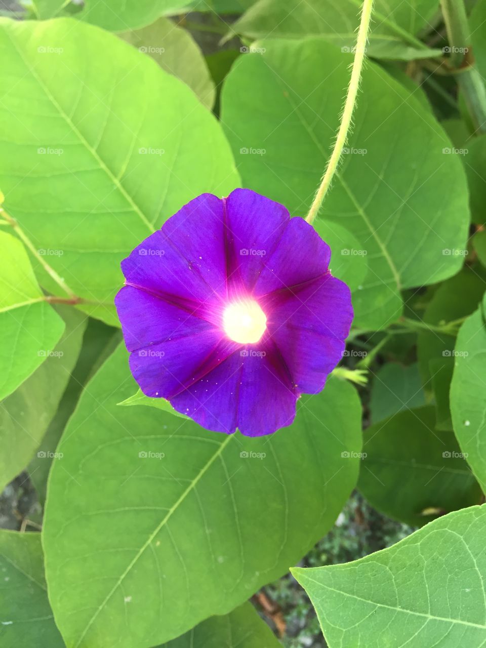beautiful purple flower