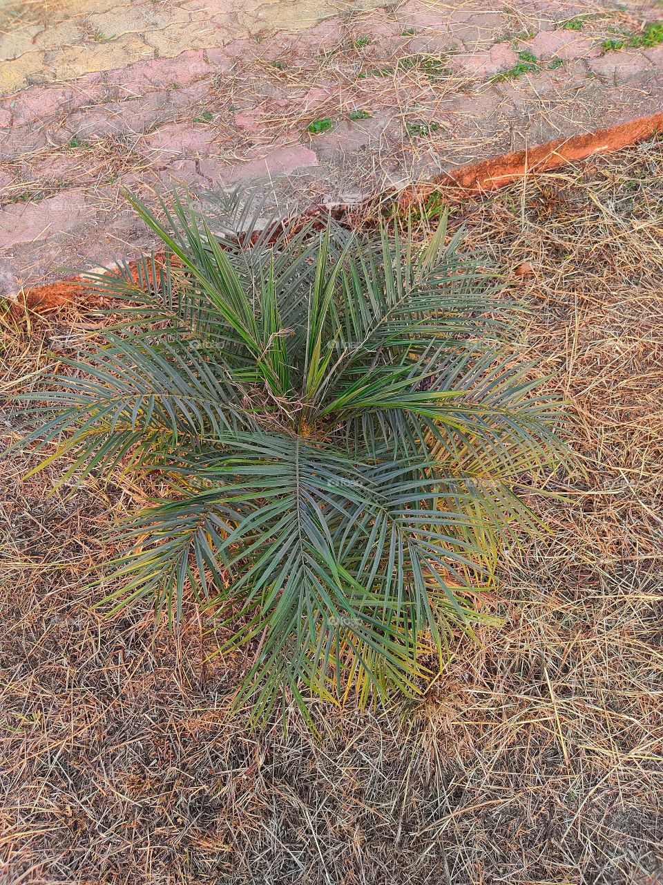 beautiful😍 palm tree🌴