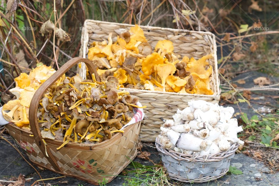 Chanterelles, mushrooms