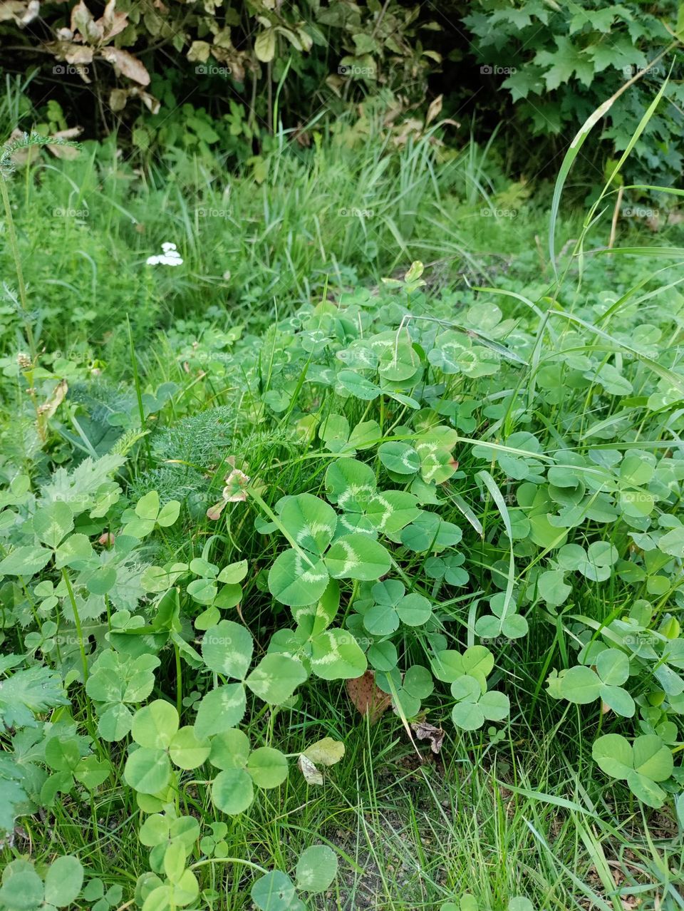 clovers