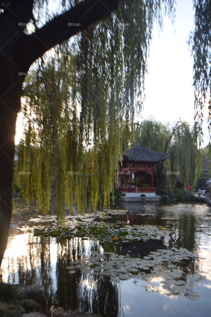 Willow tree chinese garden pond 