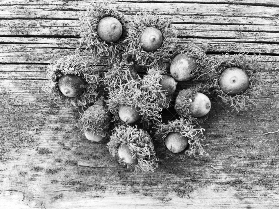 Black and white acorns 