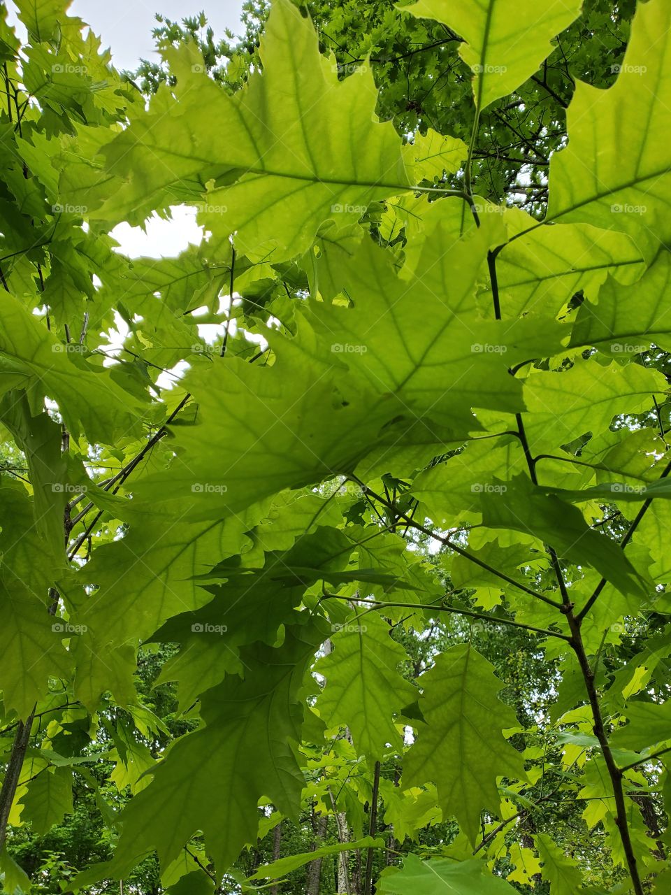 green leafs summer