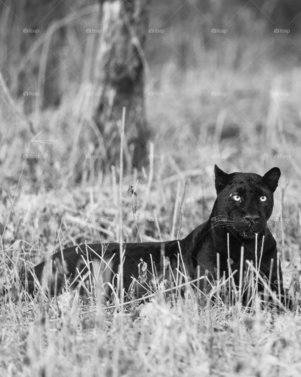 The BLACK MAGIC! 🖤