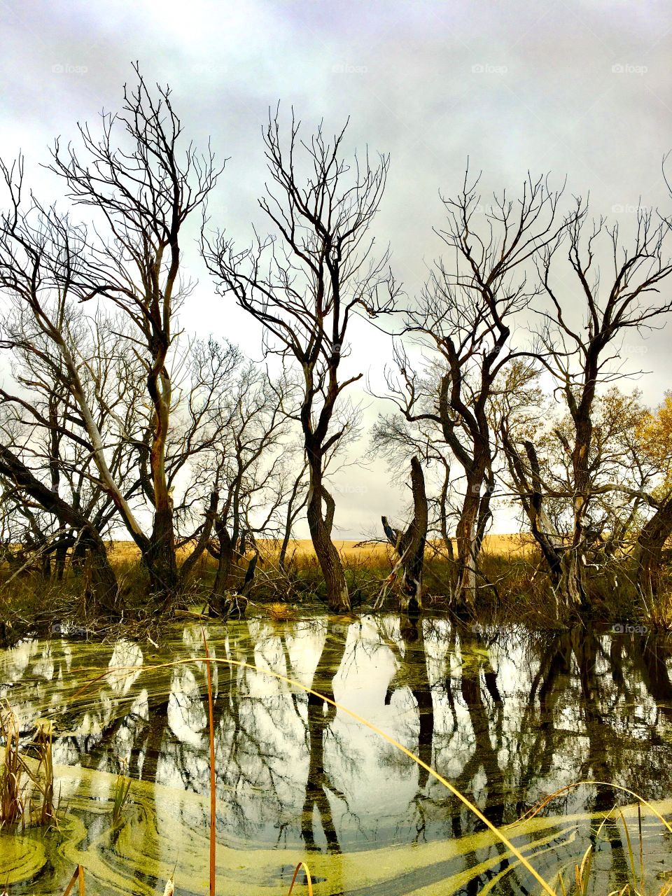 Fall pond 