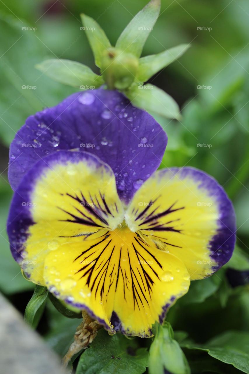 Dropletes of water on the flower