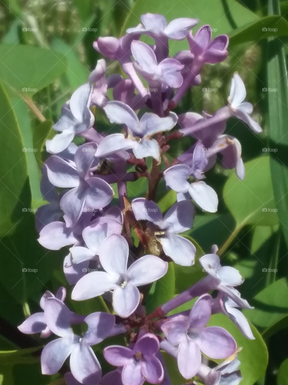 Lilacs