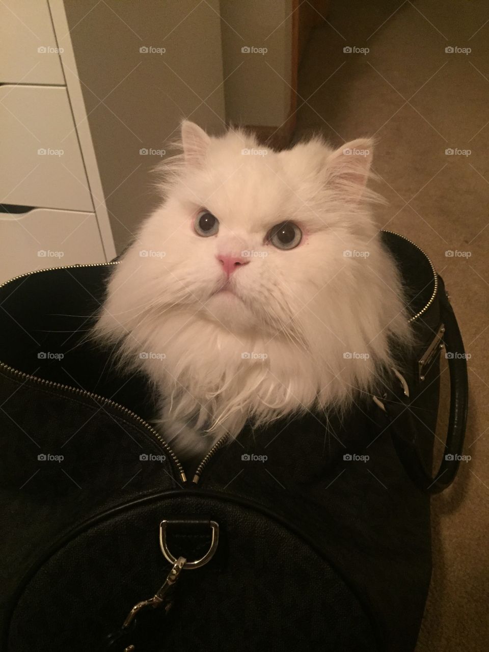 cat in the .... purse (omg purrrrr se) 