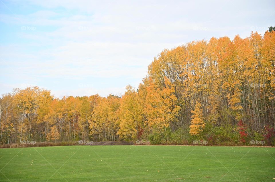 A line of trees in the fall