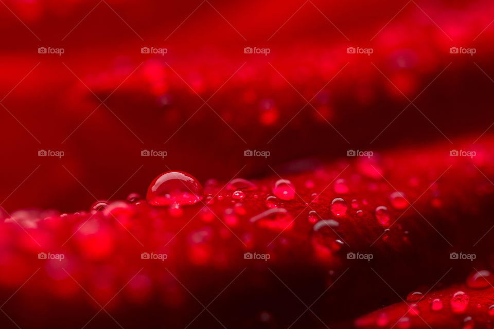 water drops under red petals