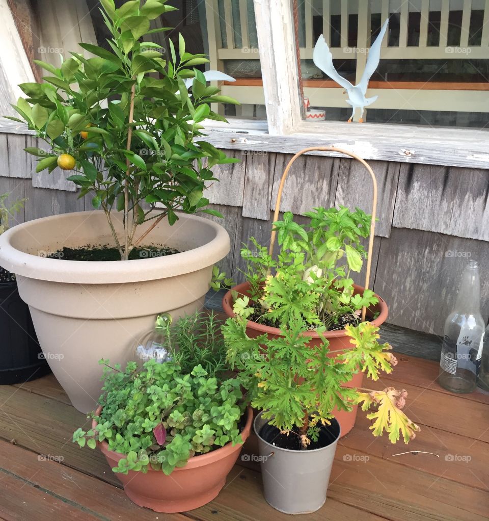 Container gardening