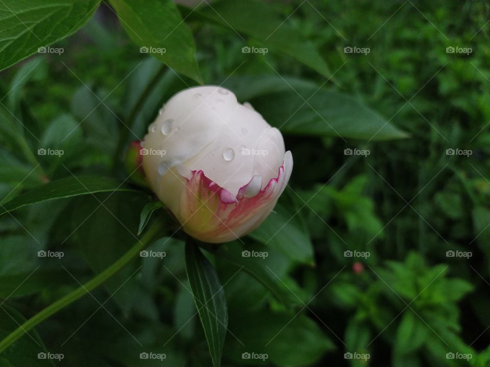 White Peony Bud with a Drop of Rain on a Green Background