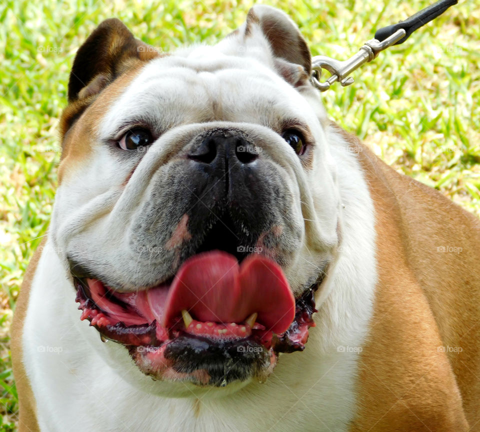The English Bulldog is proof God has a sense of humor! 