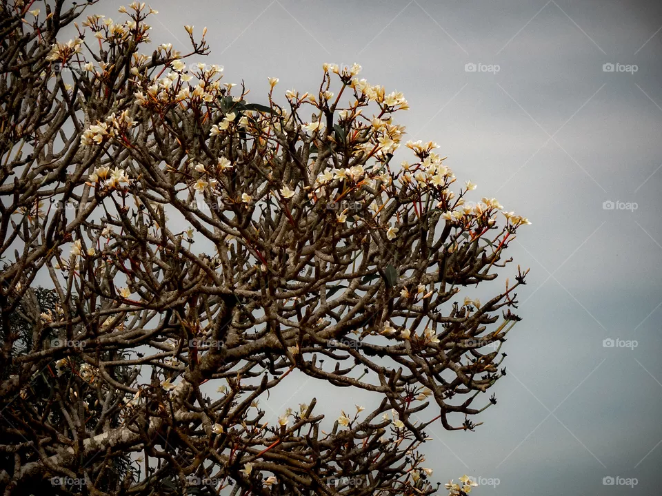 Porcelain flower tree at Vung Tau lighthouse