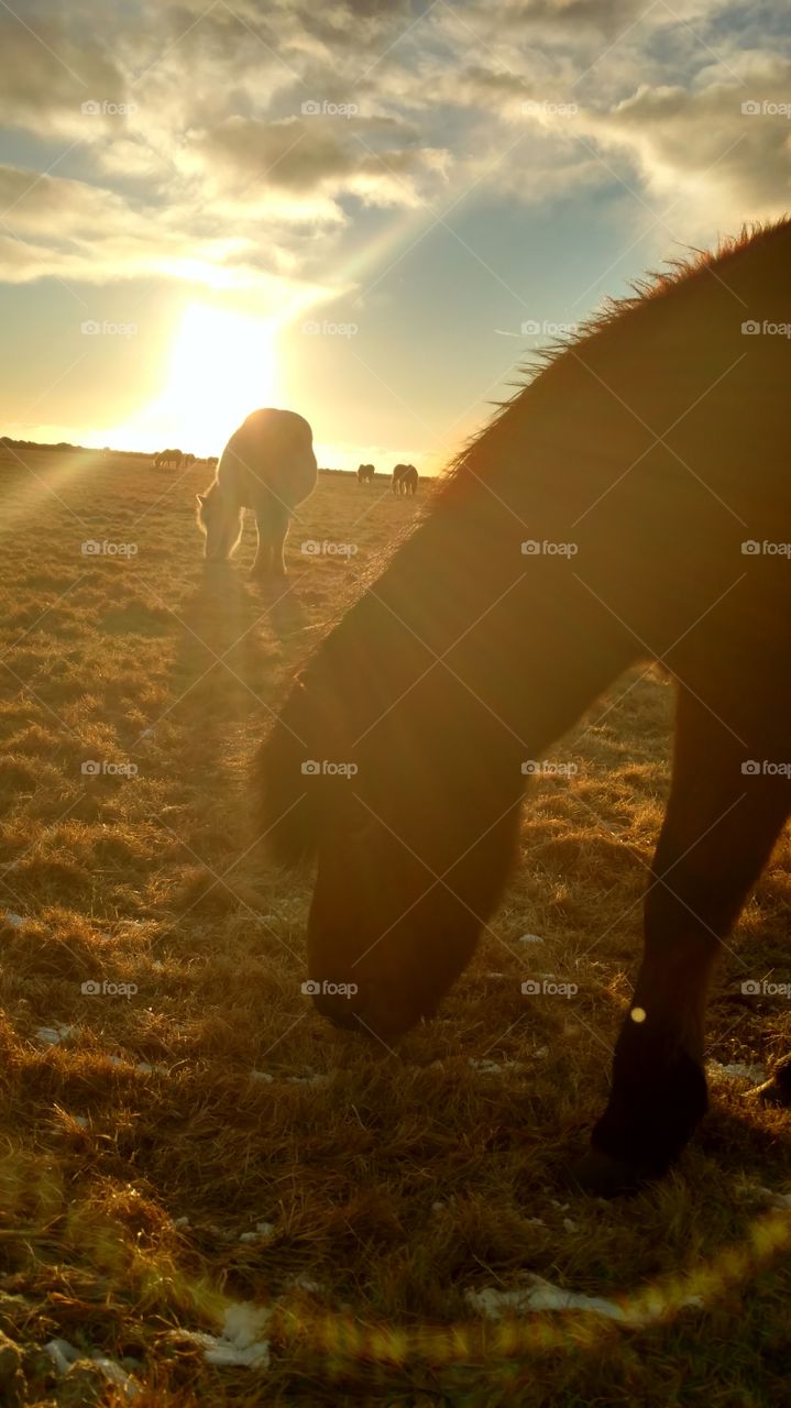 Icelandic horses grazing in the sun.