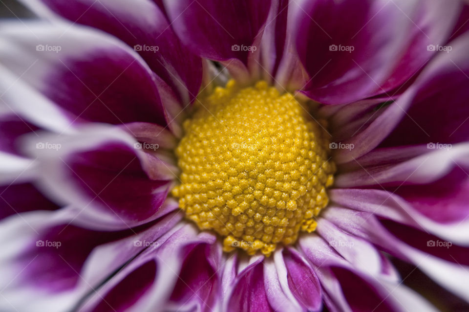 yellow nature flower closeup by lukat