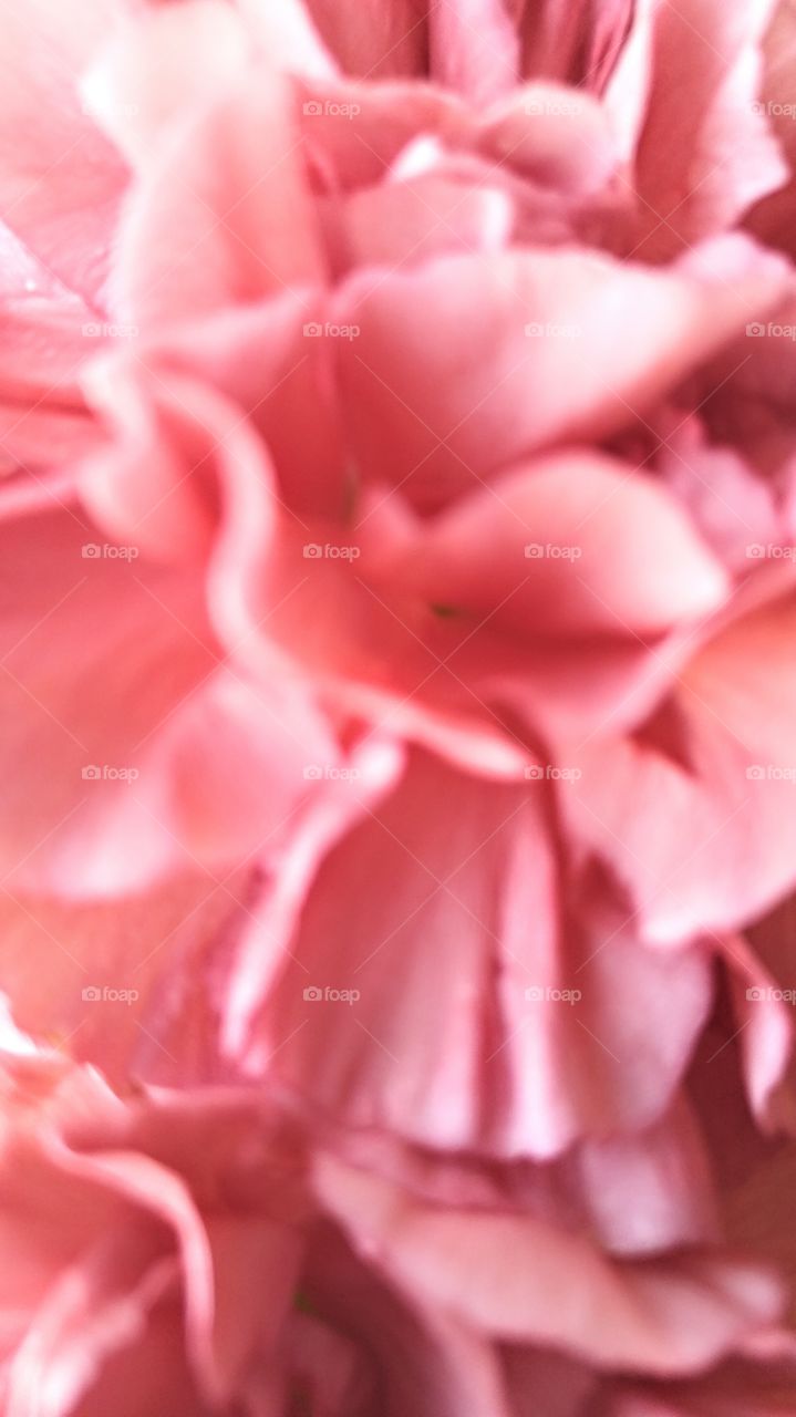 macro shot of carnation petals