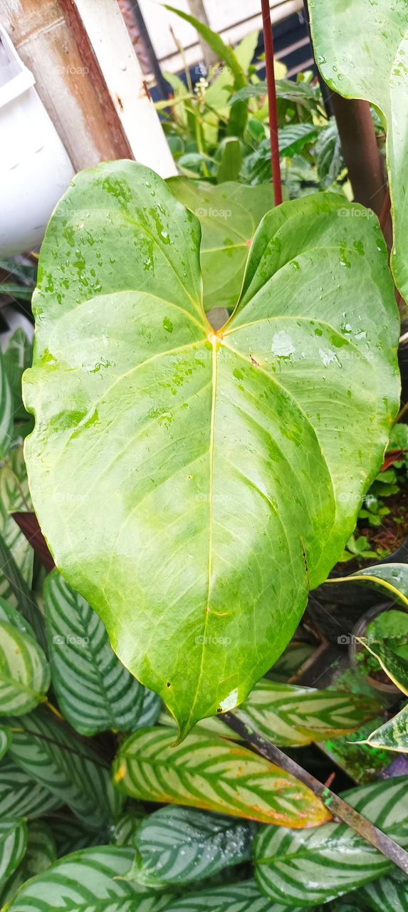 is this kind of anthurium