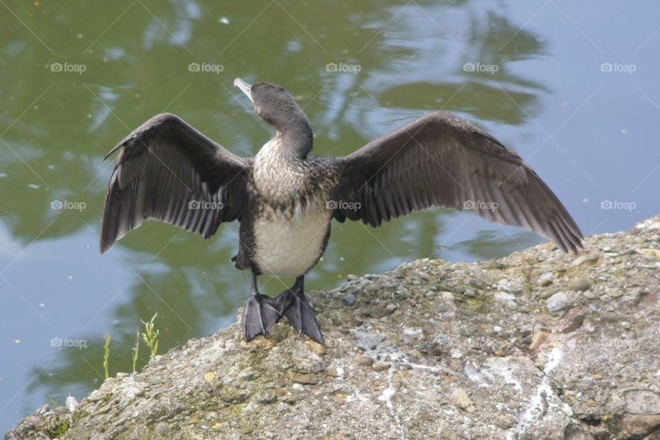 Cormorant With Wings Wide Open