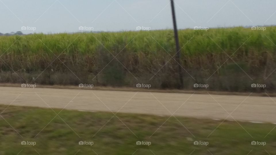 sugar cane, near Lake Charles,  LA