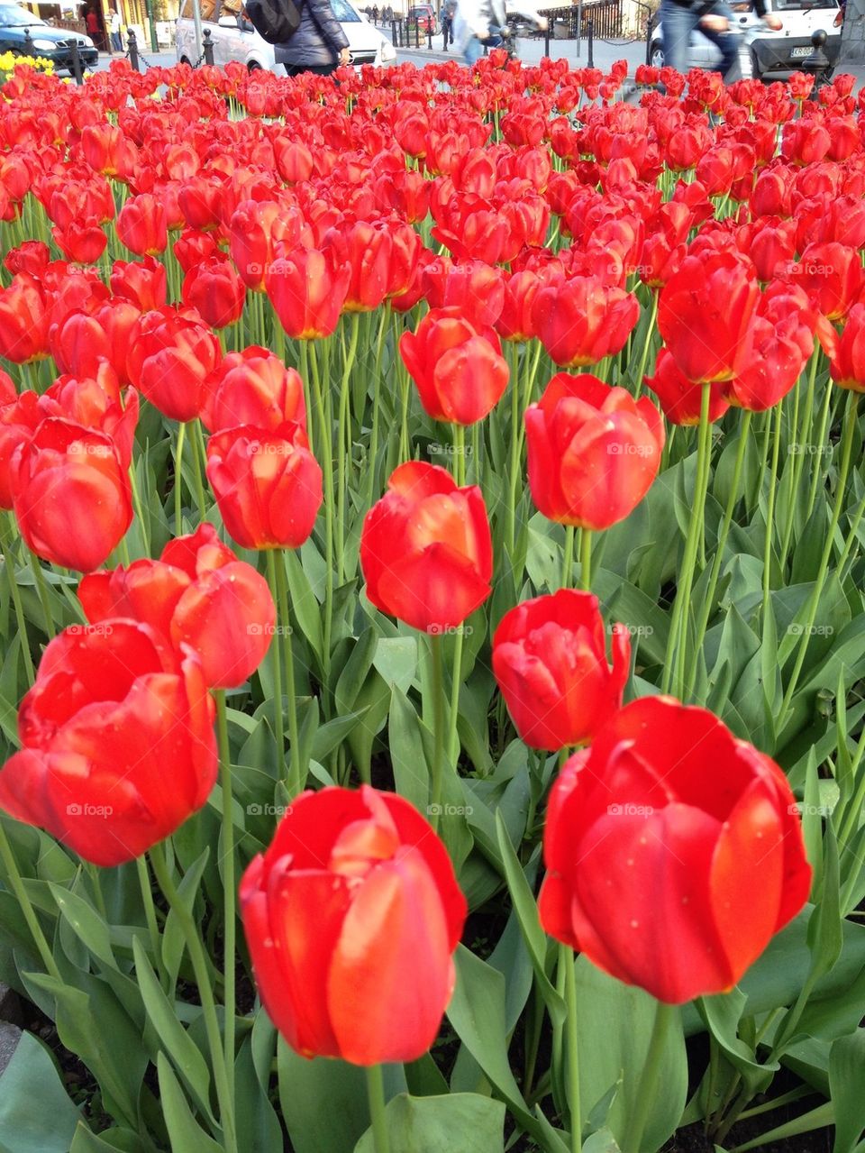 Red tulips 1