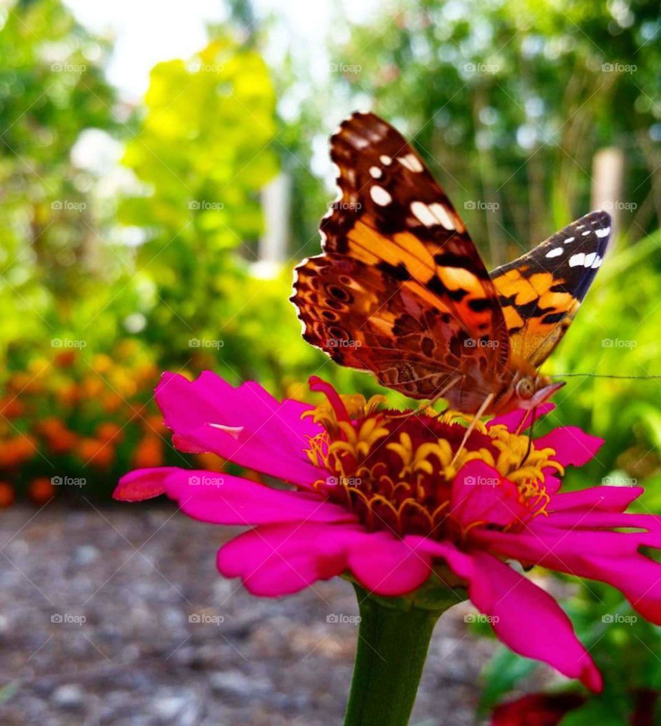 orange butterfly on a pink flower