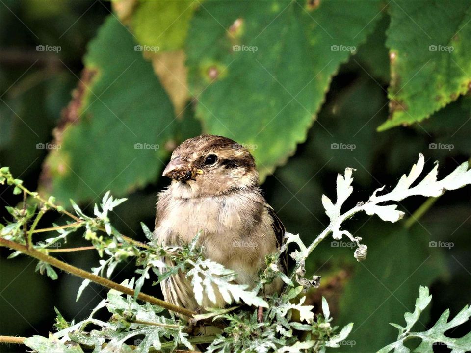 little sparrow