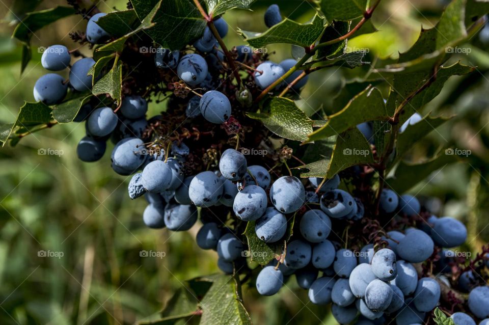 Mahonia