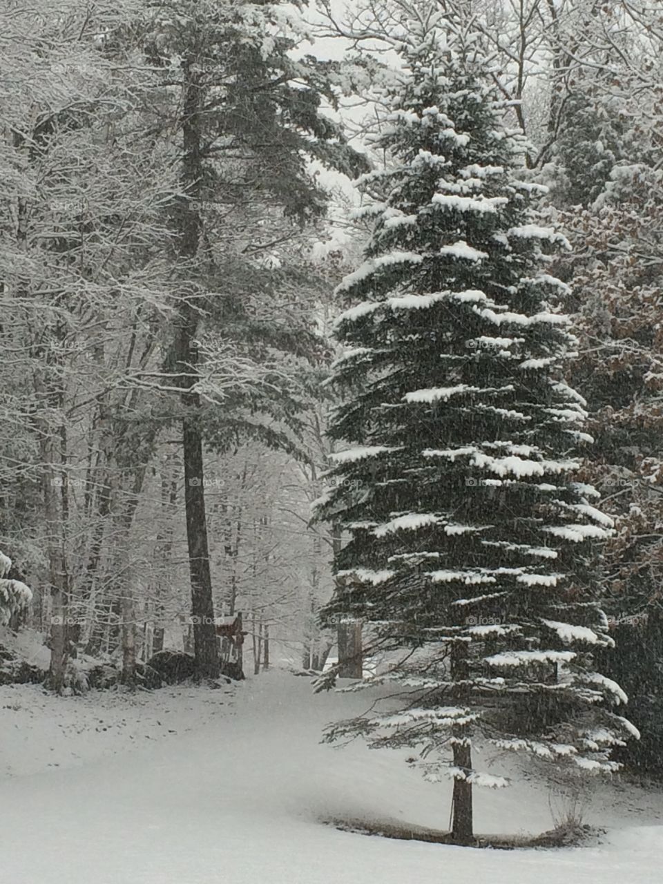 First snowfall, 2014