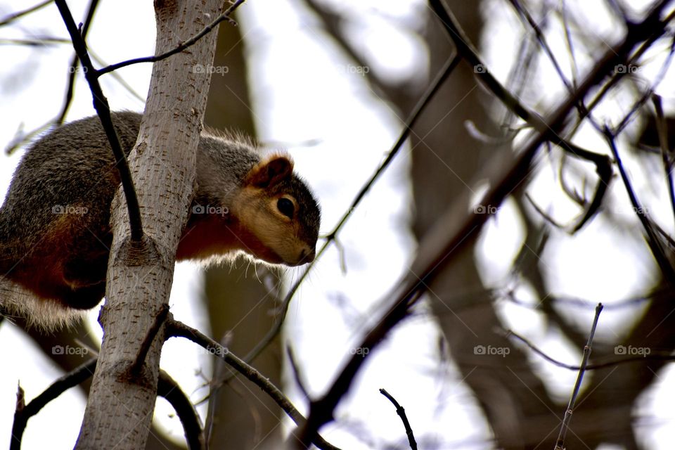A squirrel perched in a tree