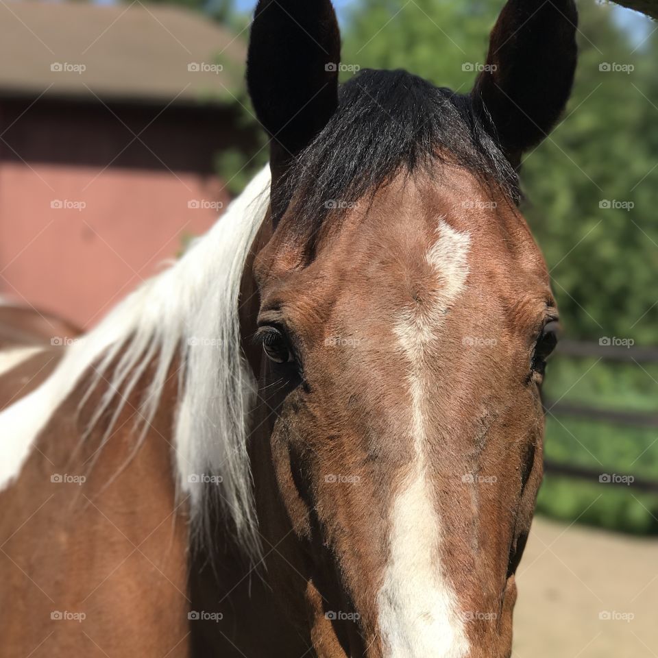 Did you say Hay?