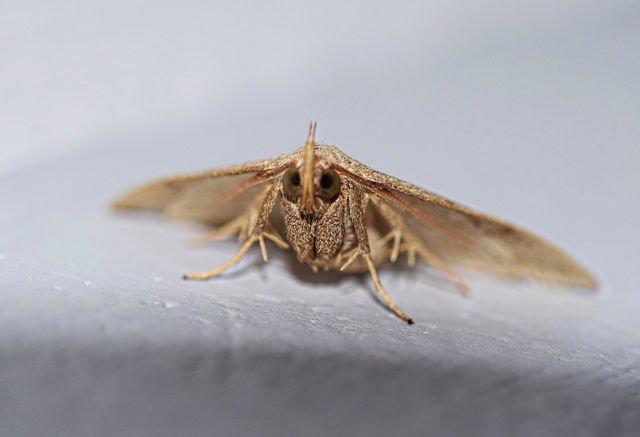 Moth on rock