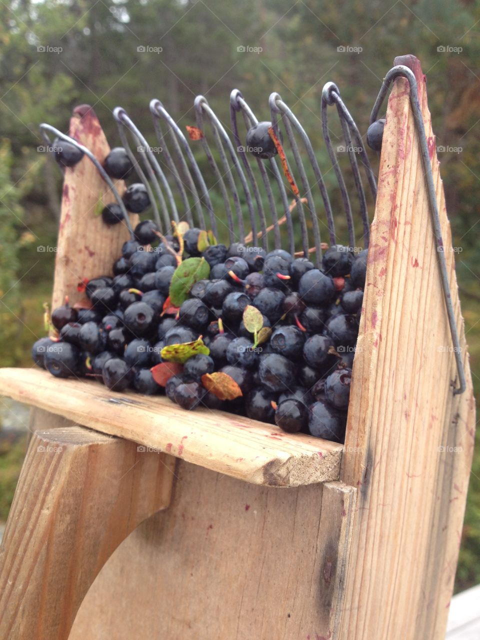 Blueberries. Harvest your own food