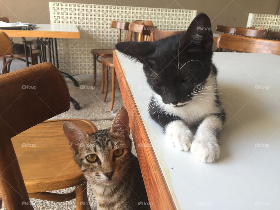 Cat, Pet, Mammal, Kitten, Furniture