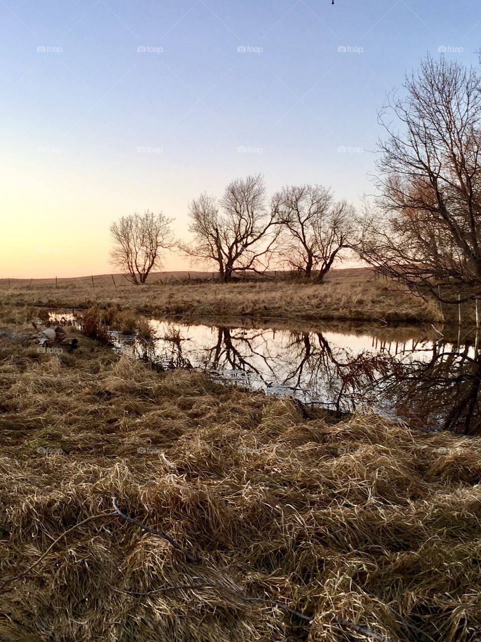 Reflection in the pond 