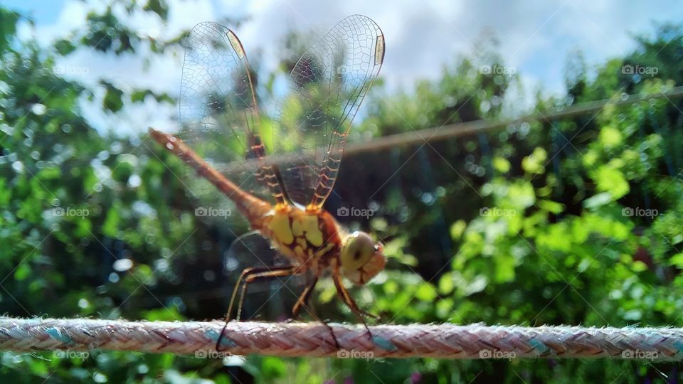 dragonfly