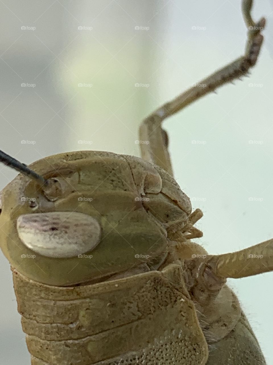 Grasshoppers face