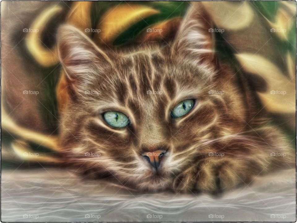 cat