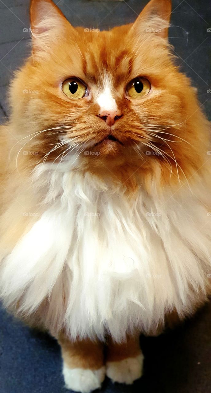 Cat with gorgeous yellow eyes