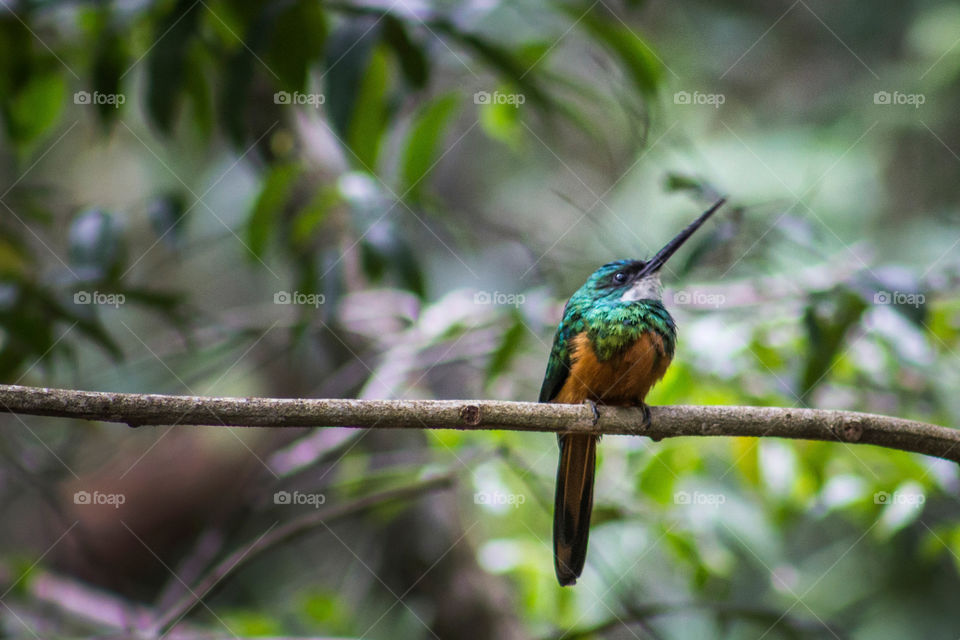 Small colorful bird